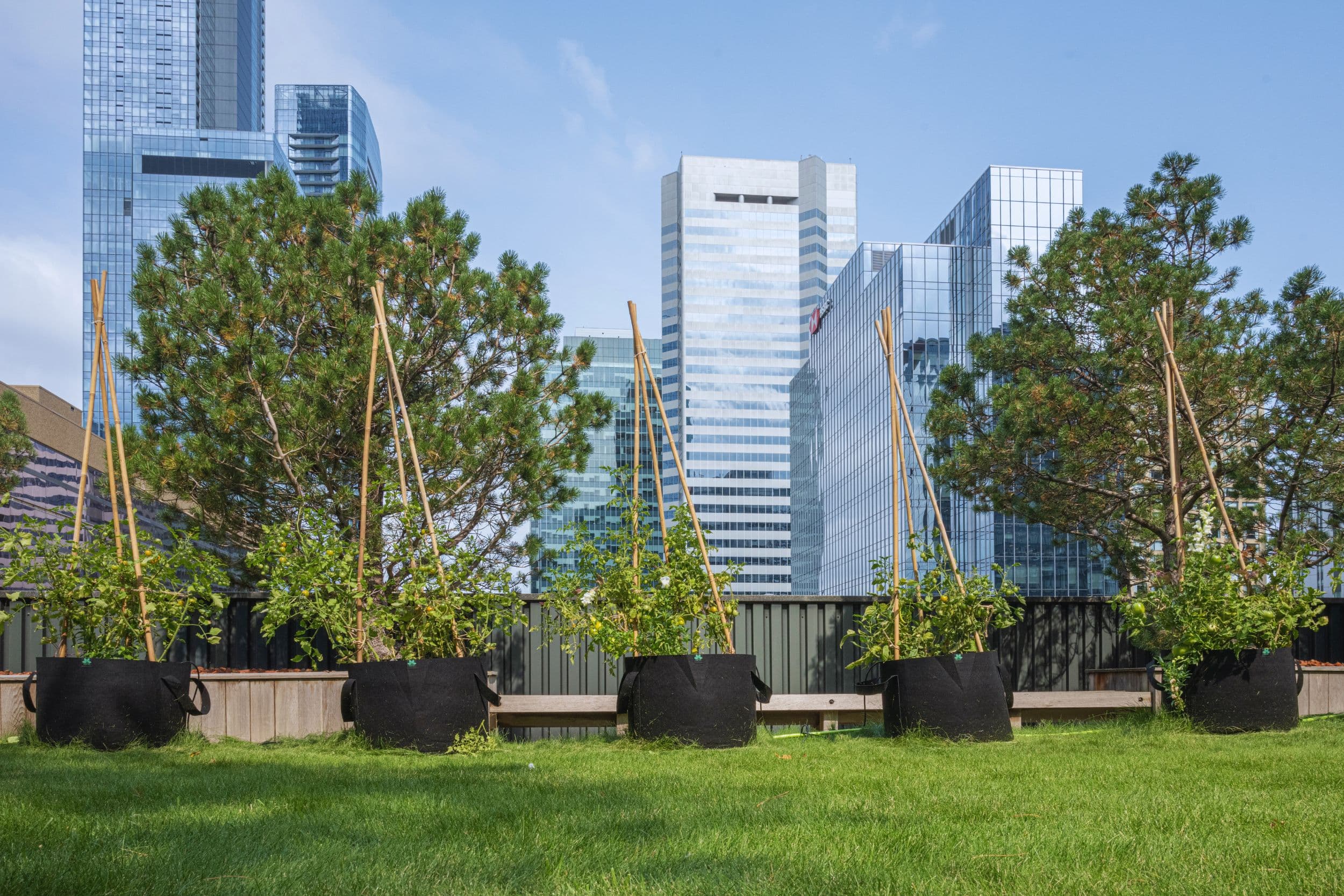 Rooftop Green Spaces