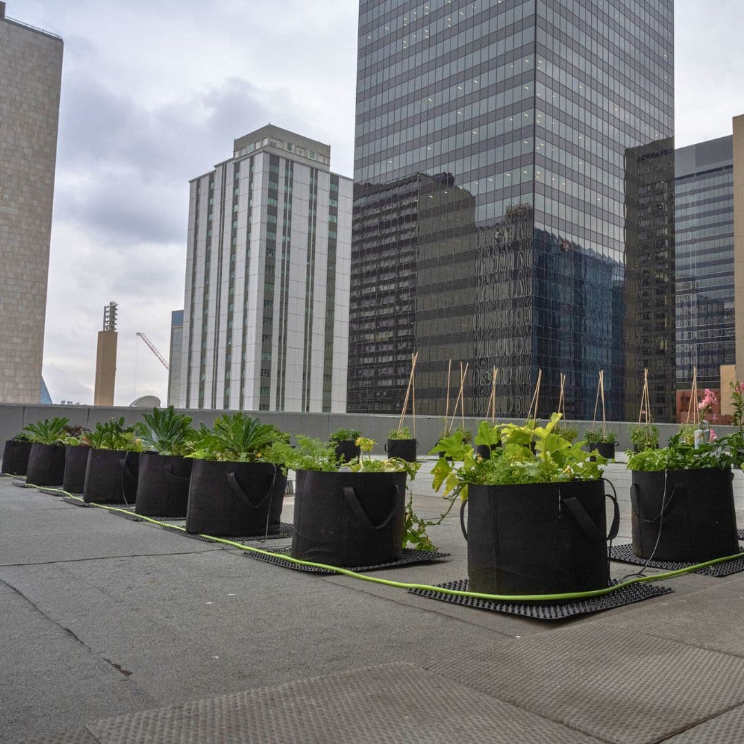 Cultivate Community with Urban Farming