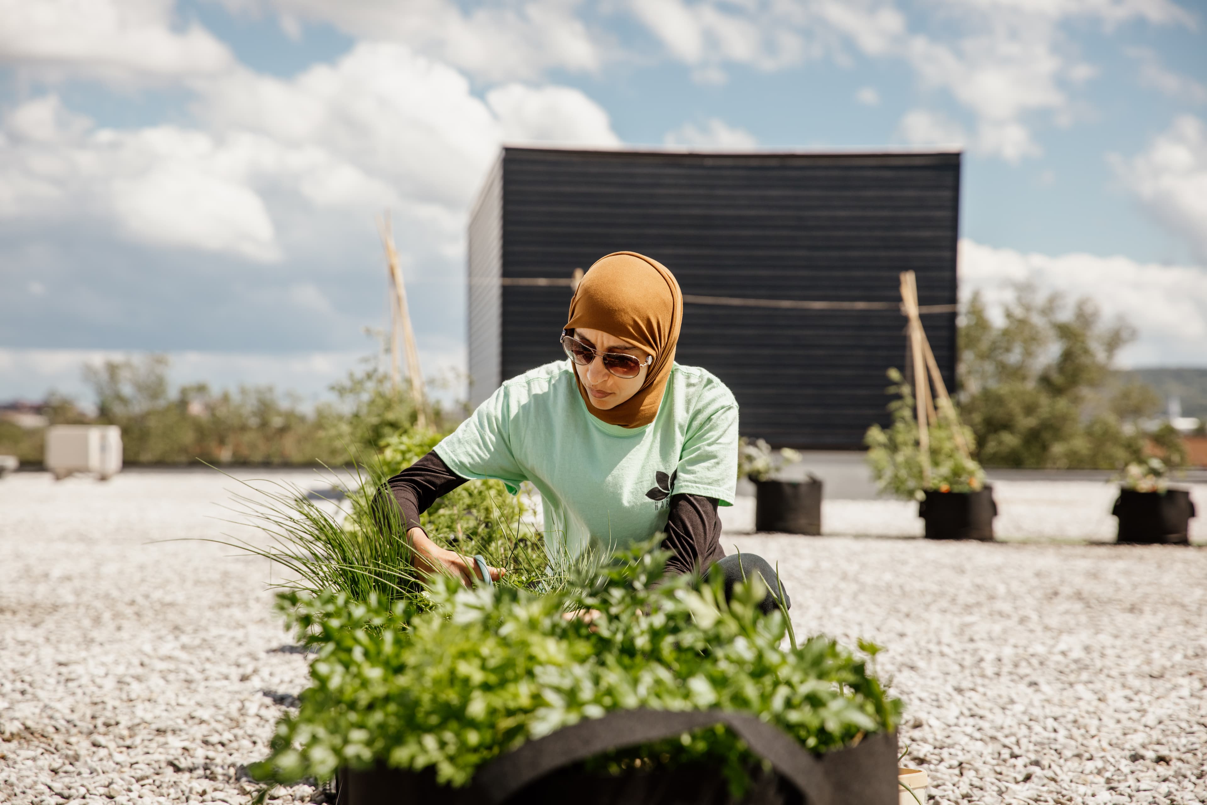 Elevate with Rooftop Gardens