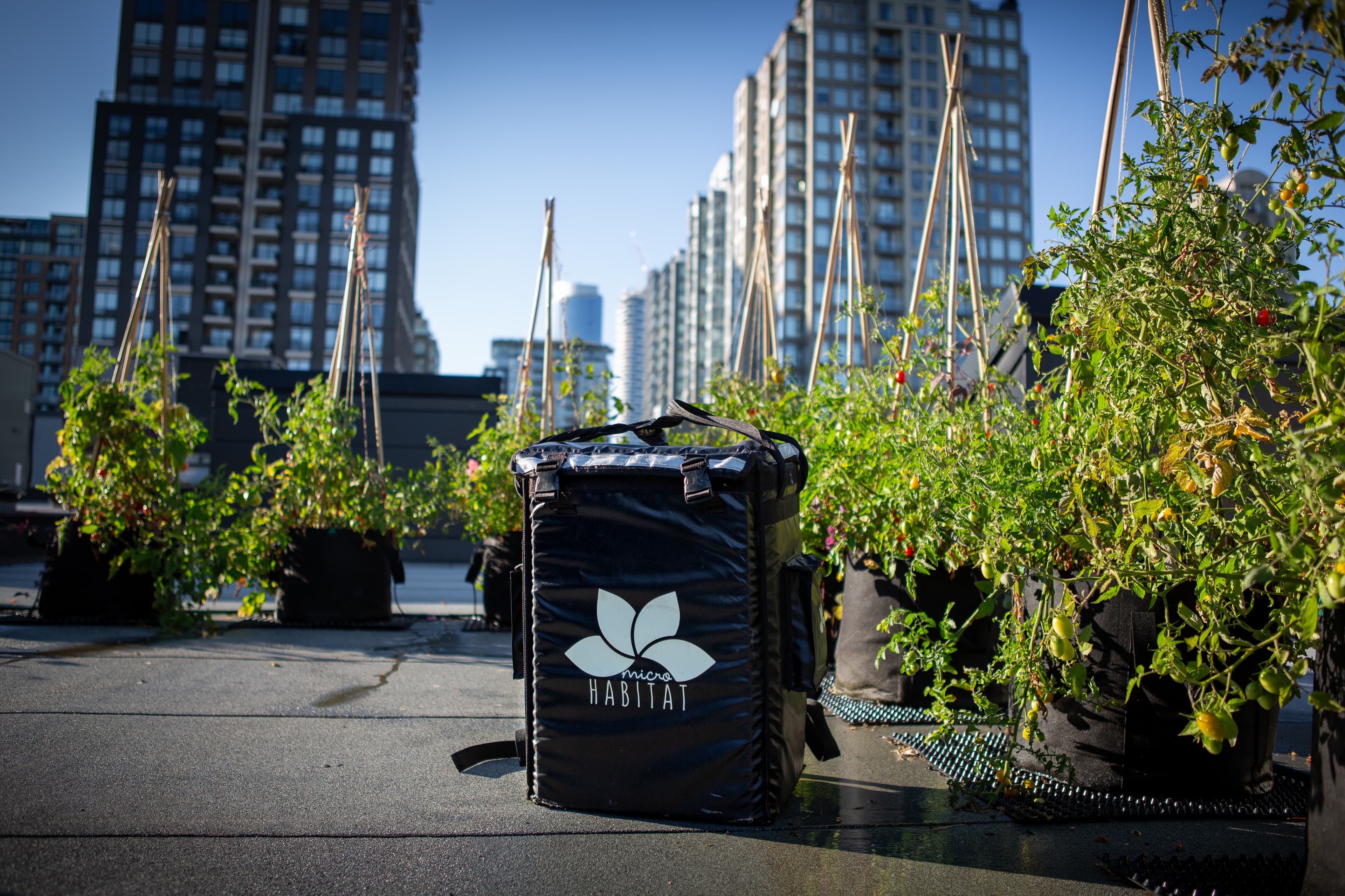 Elevating Your Rooftop Witha a Productive Garden