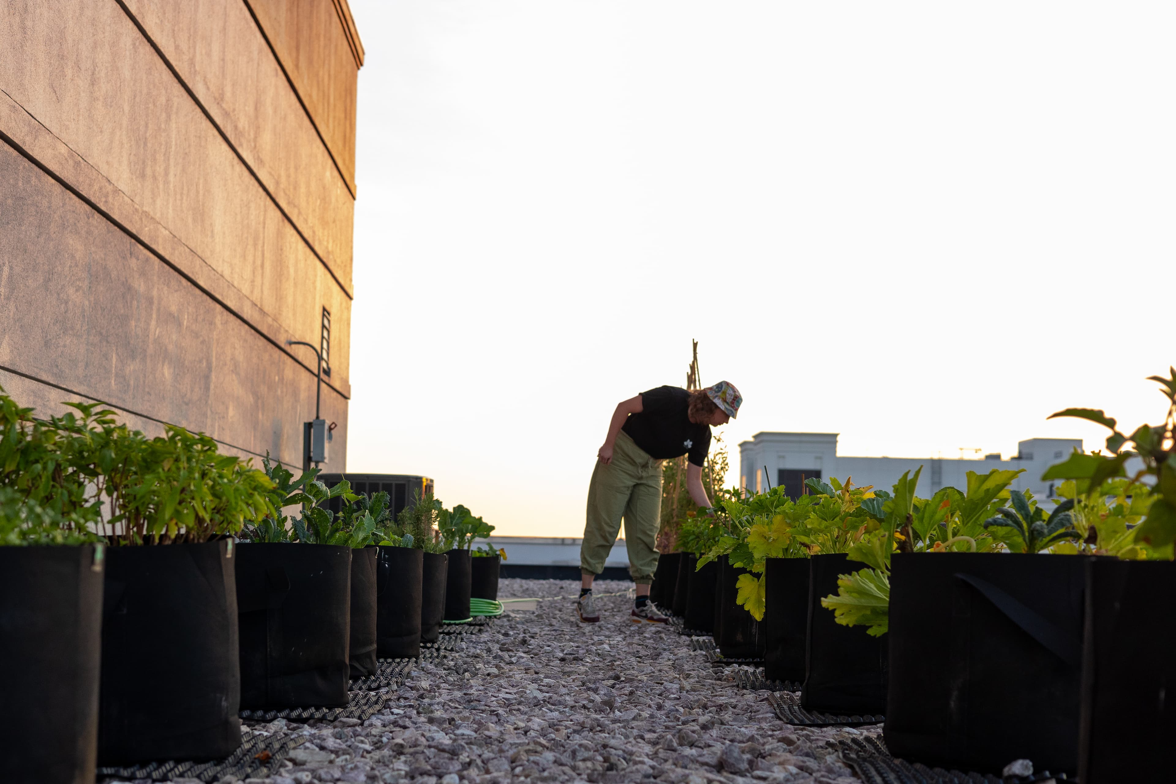 Enhance Your Property with Rooftop Gardens