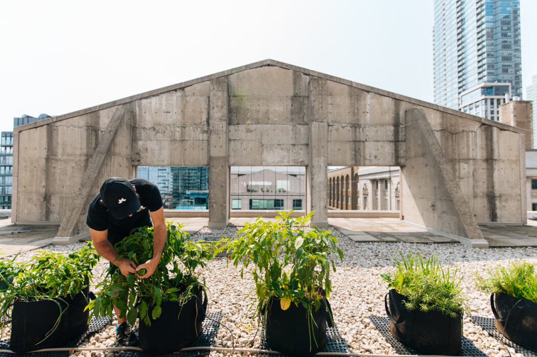 Urban farming zone